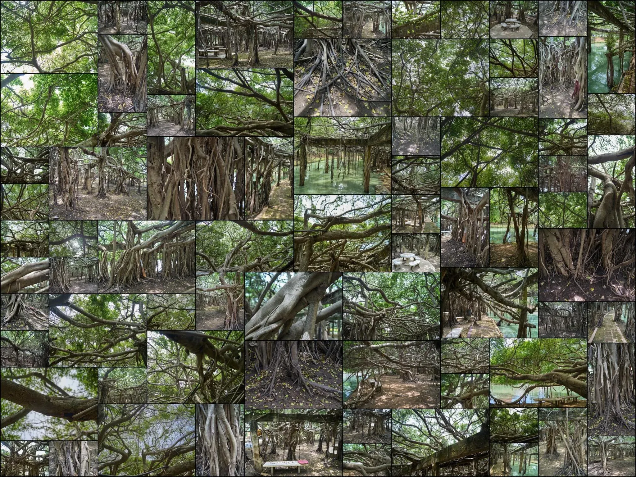 156 photos of Sprawling Banyan Tree Colony