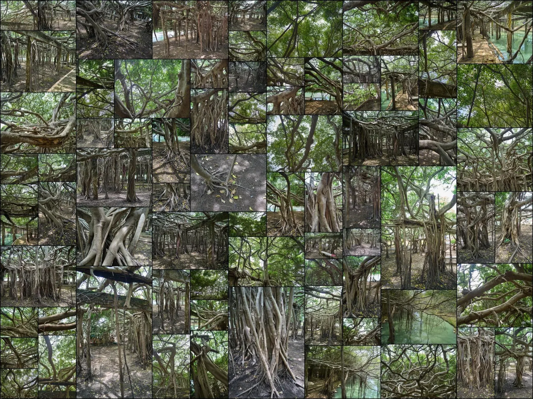 156 photos of Sprawling Banyan Tree Colony