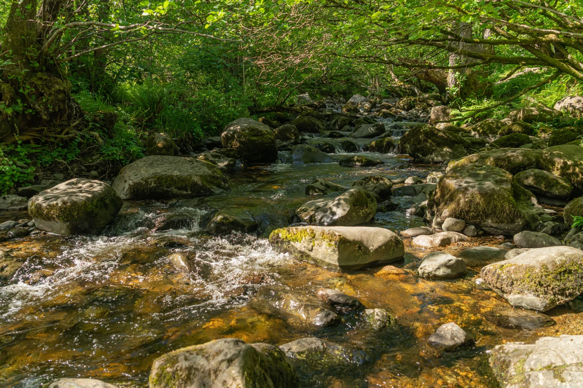 Aira Force Forest Photopack - 200+ Images