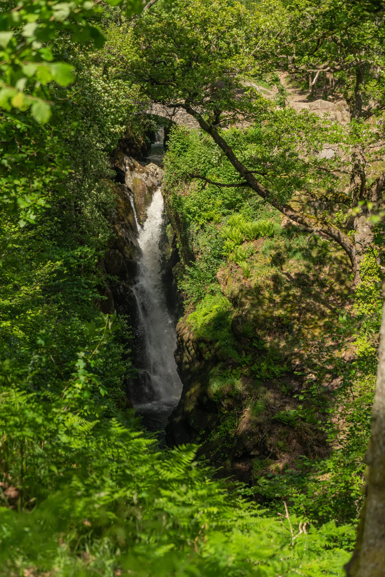 Aira Force Forest Photopack - 200+ Images