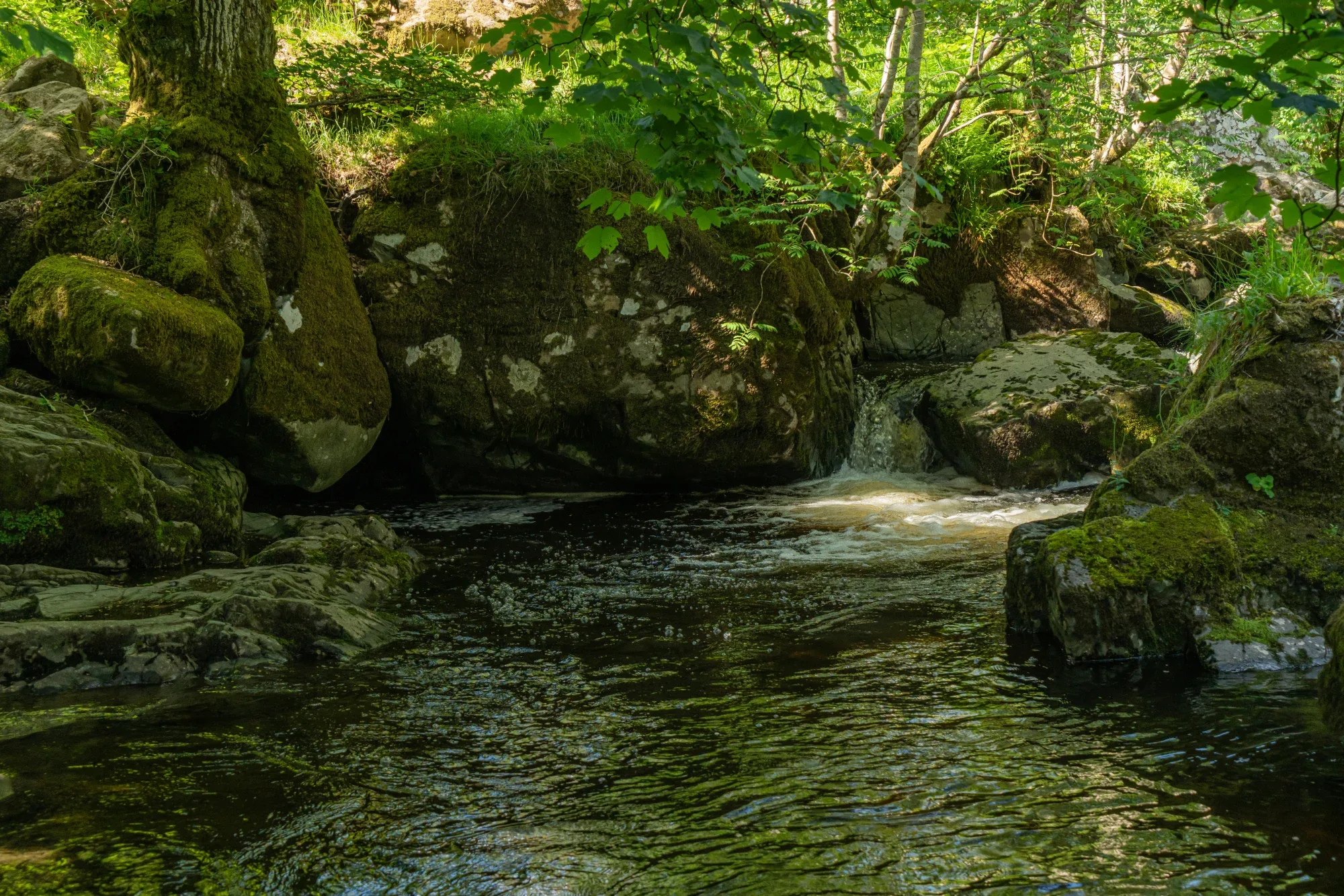 Aira Force Forest Photopack - 200+ Images