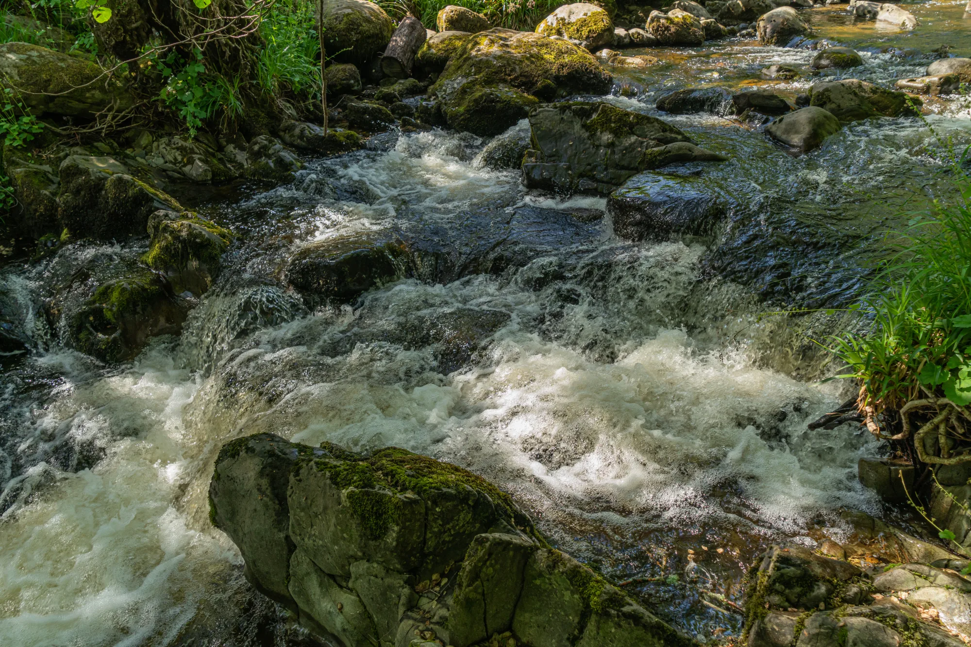 Aira Force Forest Photopack - 200+ Images