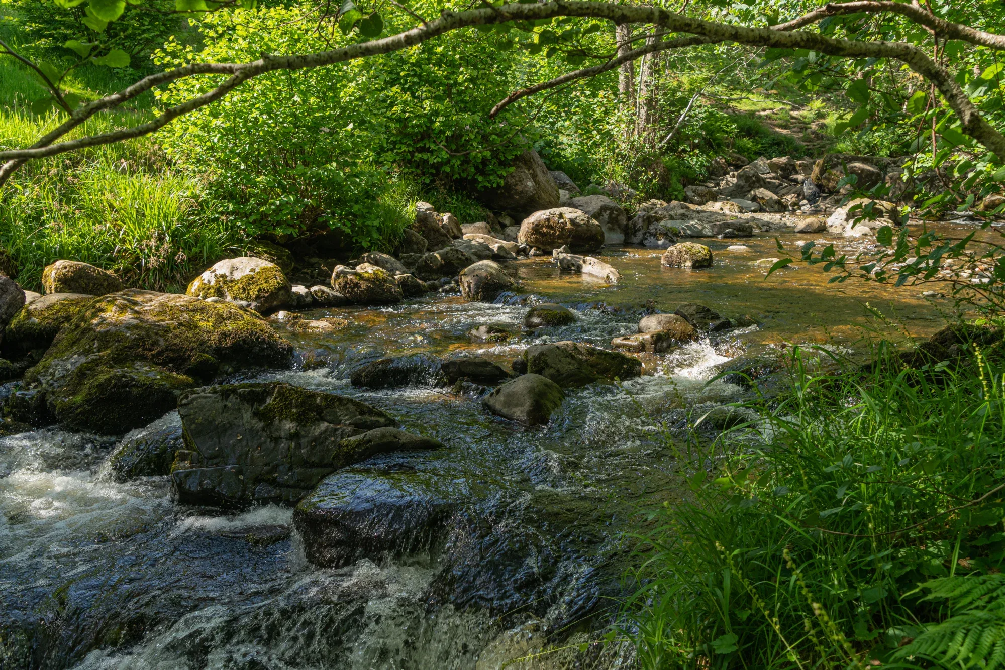 Aira Force Forest Photopack - 200+ Images