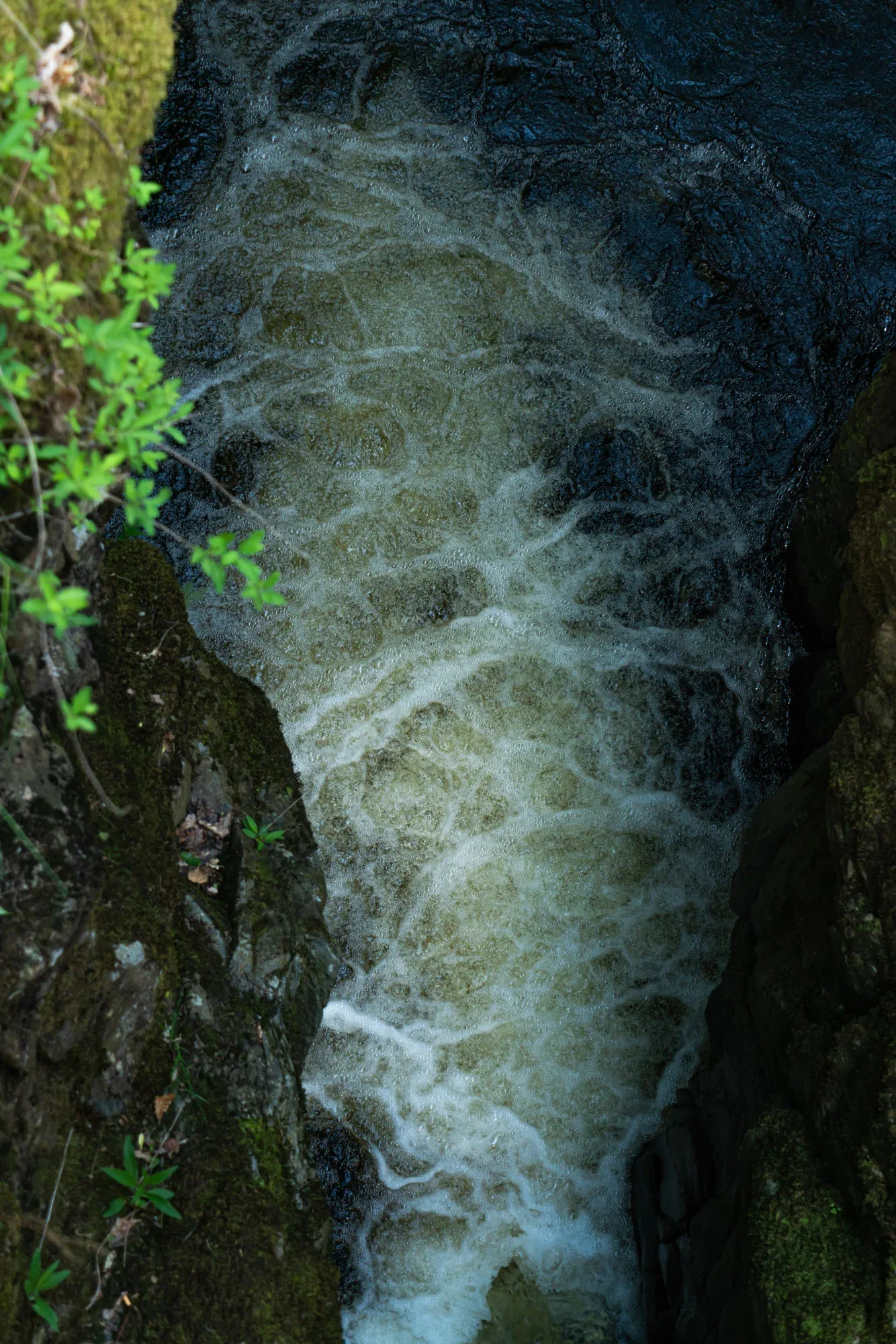 Aira Force Forest Photopack - 200+ Images