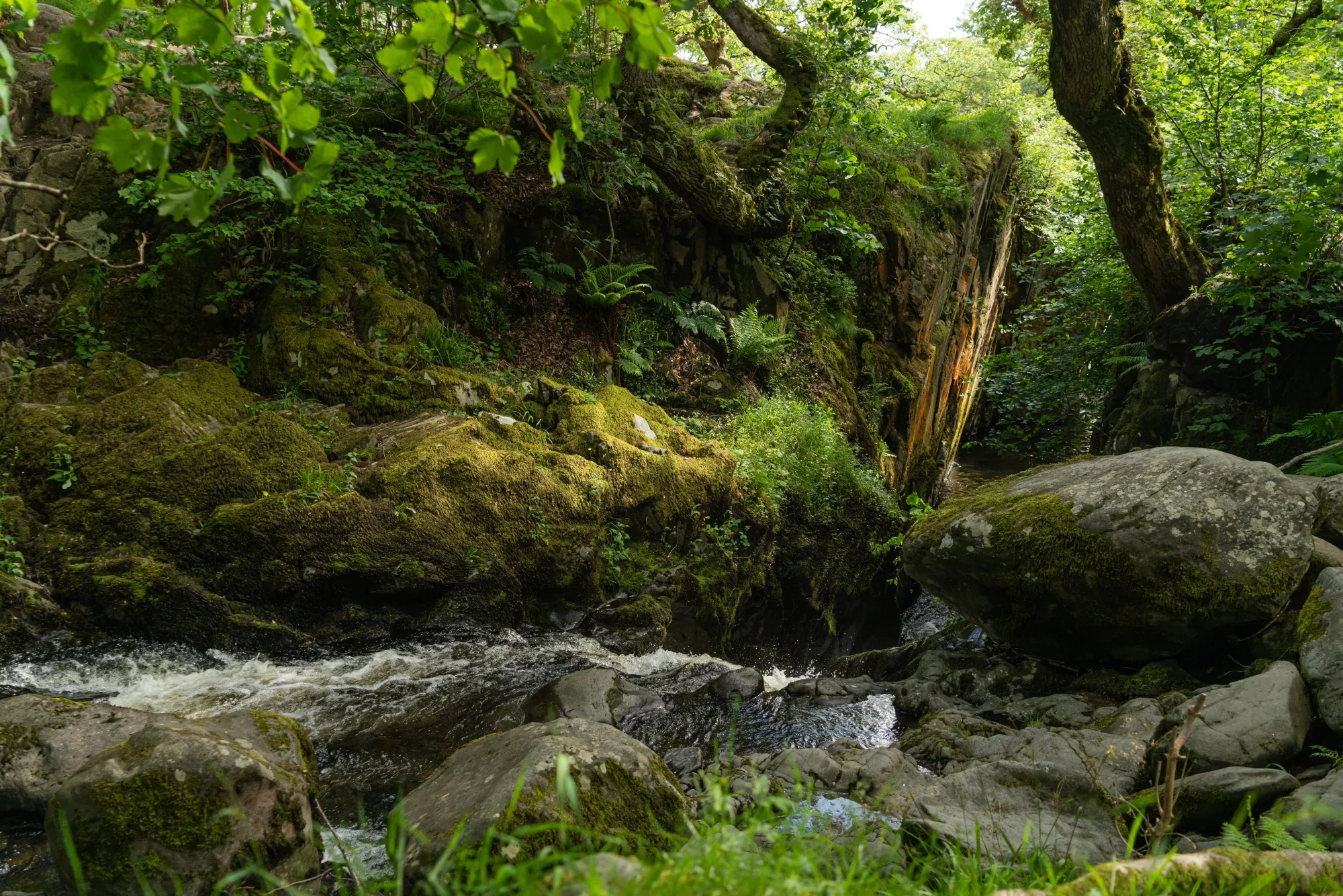 Aira Force Forest Photopack - 200+ Images