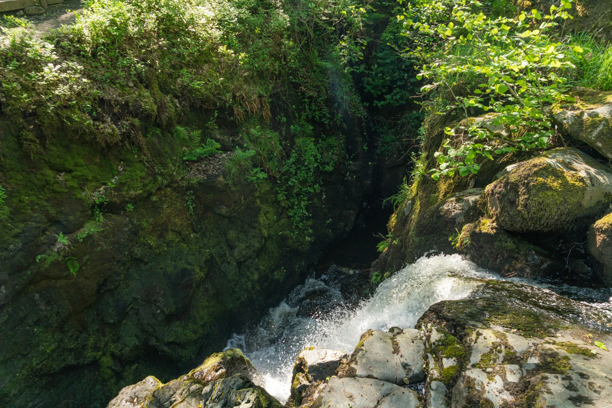 Aira Force Forest Photopack - 200+ Images