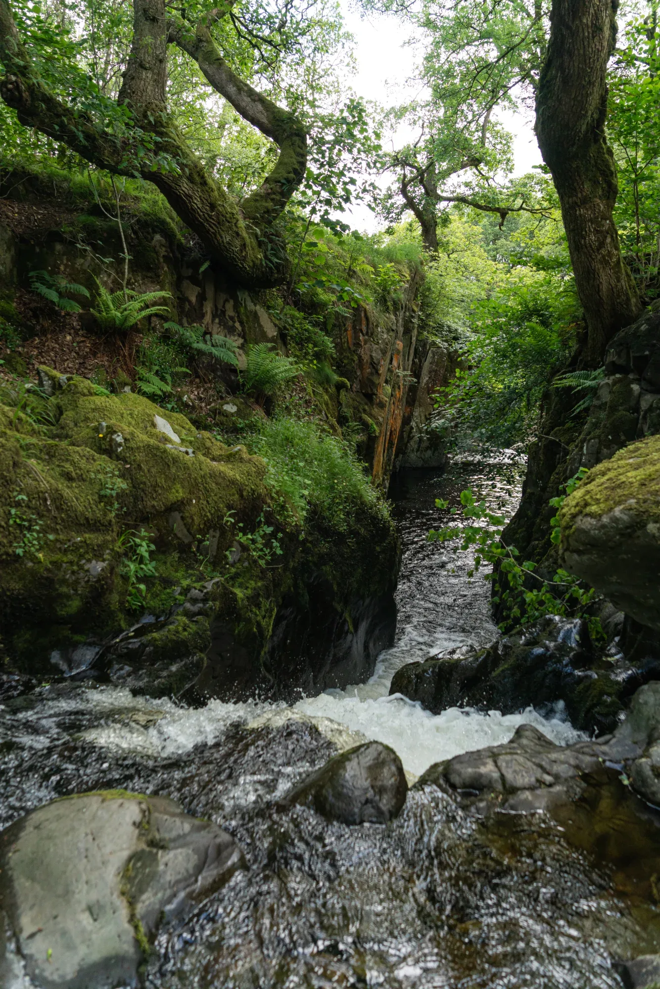 Aira Force Forest Photopack - 200+ Images