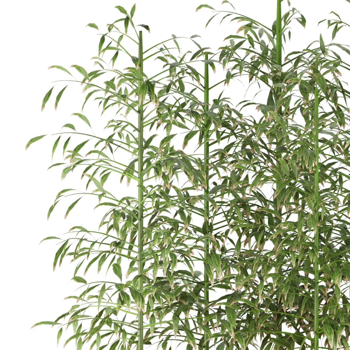 Collection plant vol 94 - bamboo - leaf - blender - 3dmax - cinema 4d