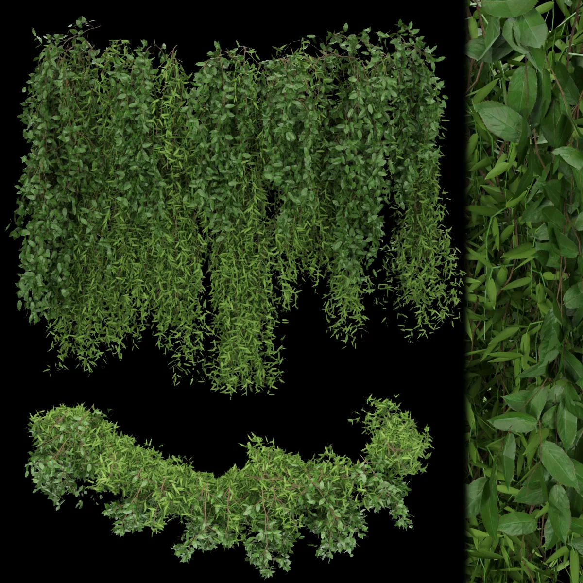 Collection plant vol 165 - ivy - leaf - blender - 3dmax - cinema 4d