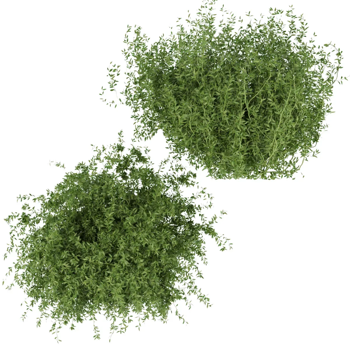 Collection plant vol 226 - leaf - bush - blender - 3dmax - cinema 4d