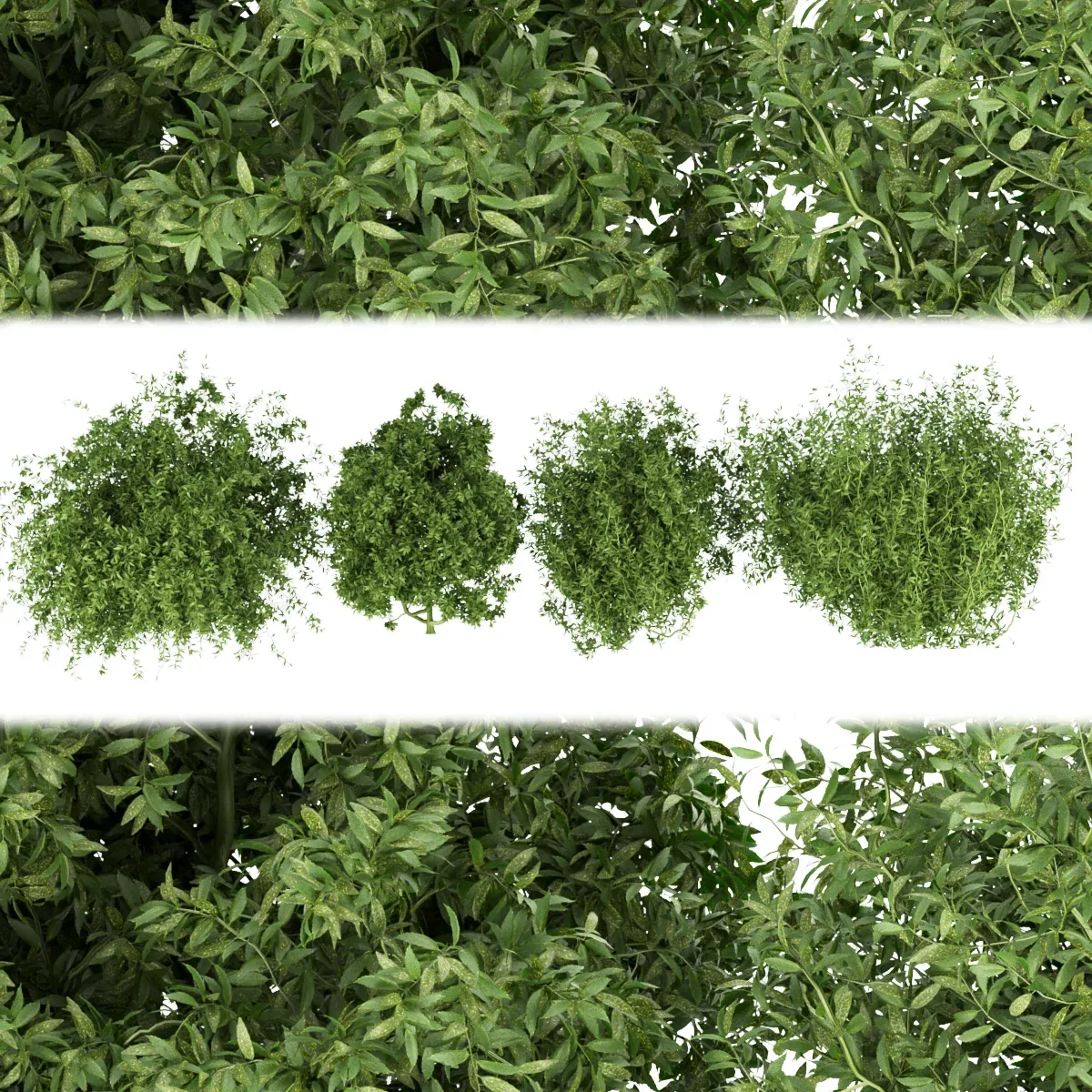 Collection plant vol 226 - leaf - bush - blender - 3dmax - cinema 4d