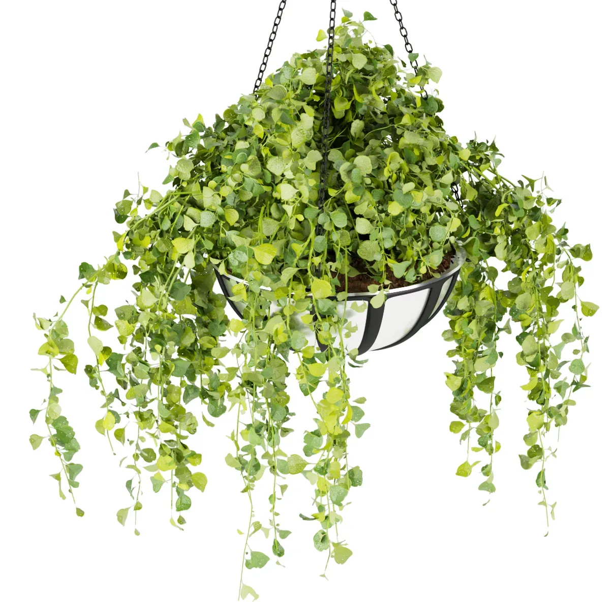 Collection plant vol 240 - leaf - grass - hanging - blender - 3dmax