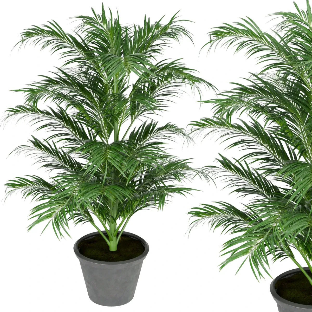 Collection plant vol 256 - Indoor - palm - blender - 3dmax - cinema 4d