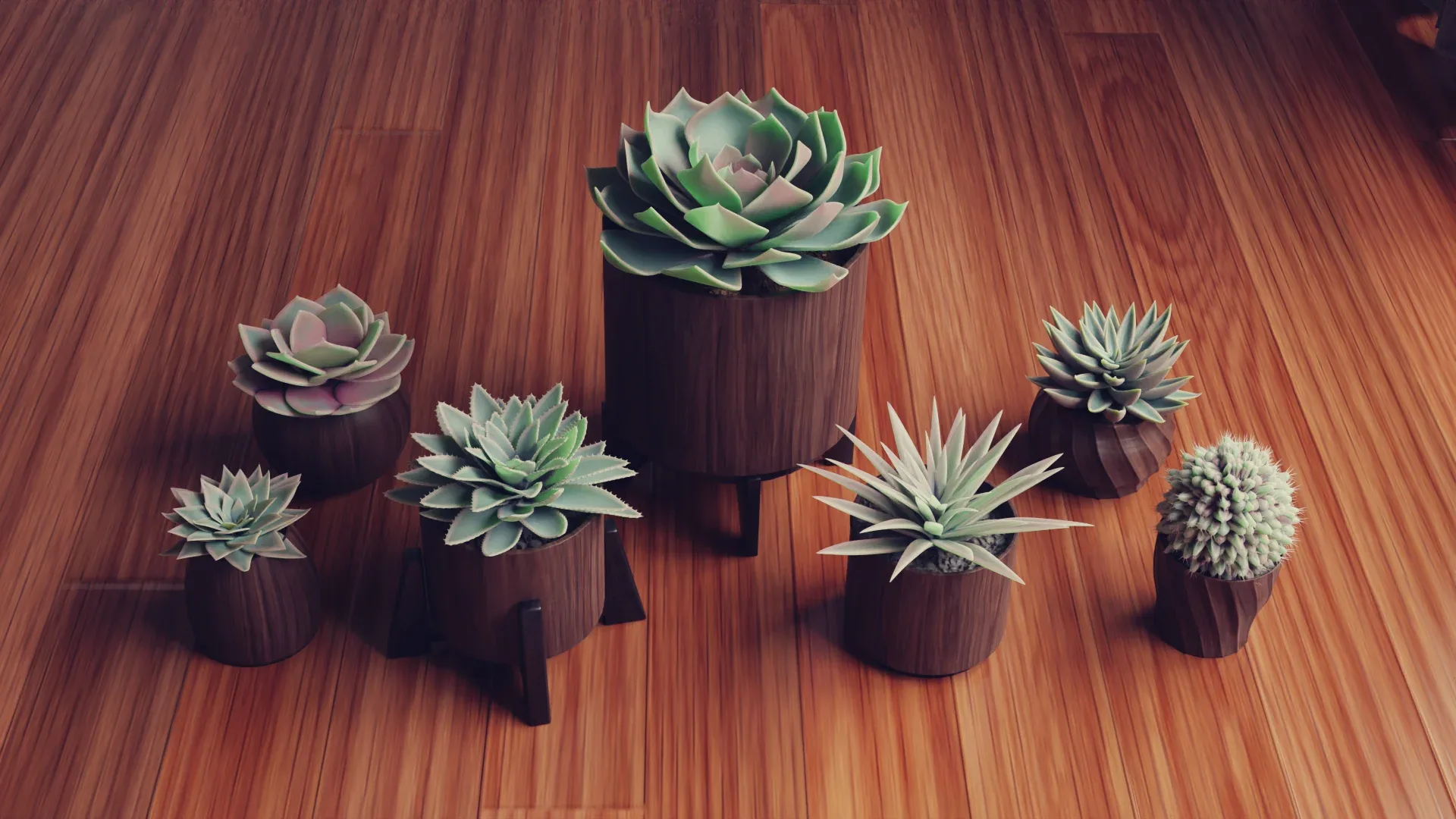 Collection of Succulent Plants , Plants Vol 03