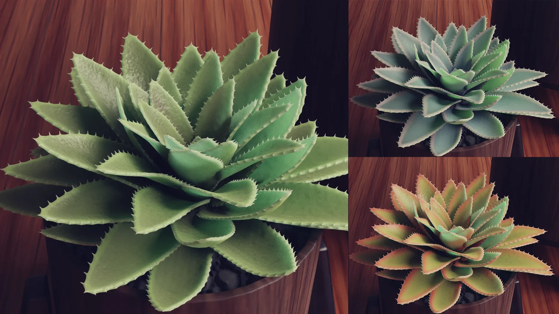 Collection of Succulent Plants , Plants Vol 03