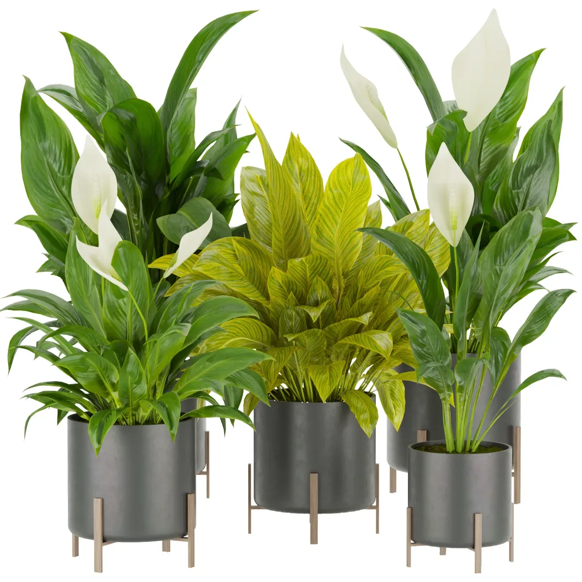 Collection plant vol 274 - indoor - peace - lily - blender - 3dmax - cinema 4d