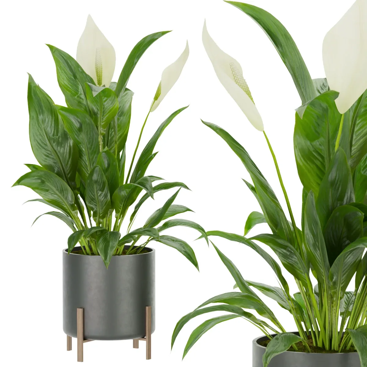 Collection plant vol 274 - indoor - peace - lily - blender - 3dmax - cinema 4d