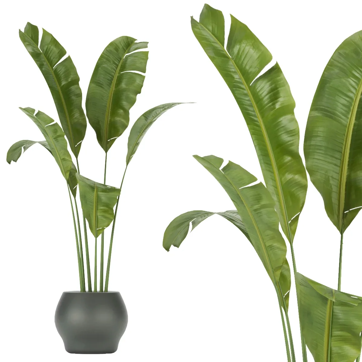 Collection plant vol 286 - indoor - leaf- blender - 3dmax - cinema 4d