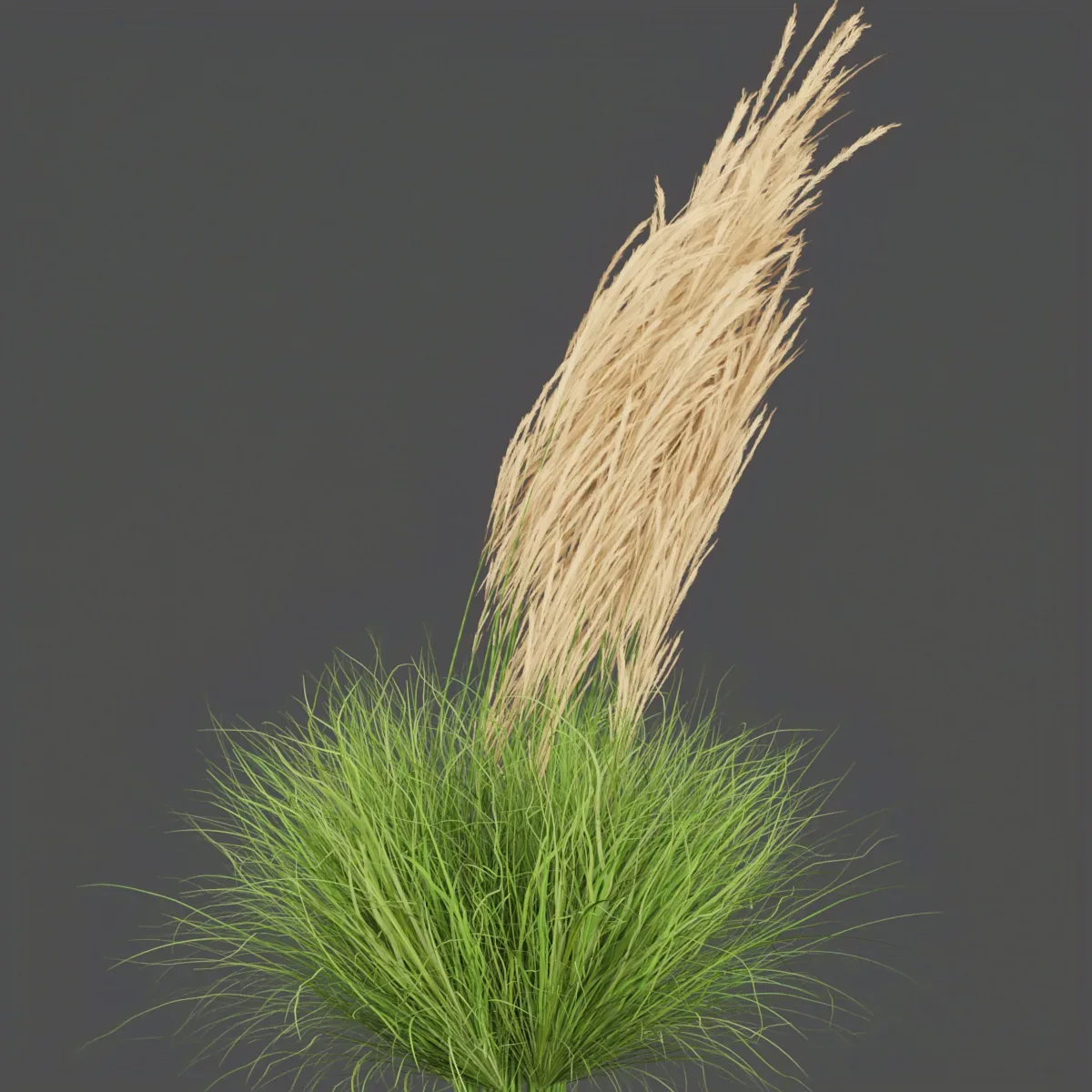 Collection plant vol 287 - outdoor - grass - blender - 3dmax - cinema 4d