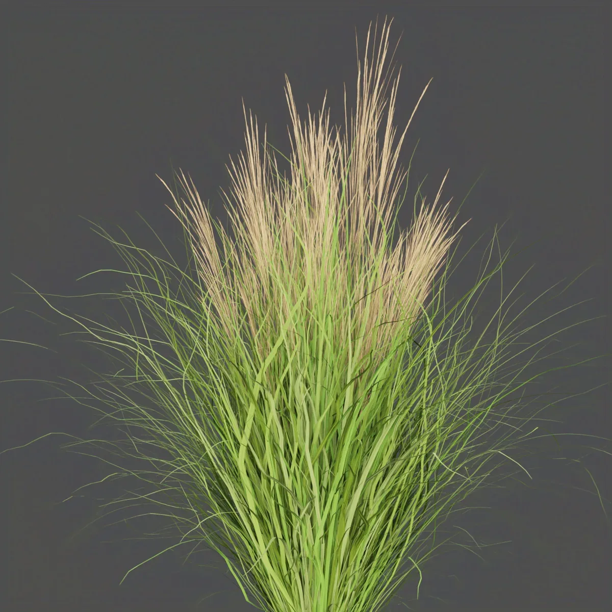 Collection plant vol 287 - outdoor - grass - blender - 3dmax - cinema 4d