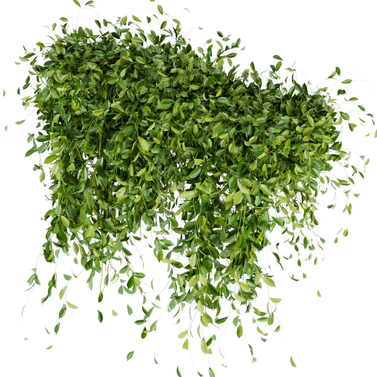 Collection Plant Vol 293 - Fitowall - Leaf - Ivy - blender - 3dmax - cinema 4d