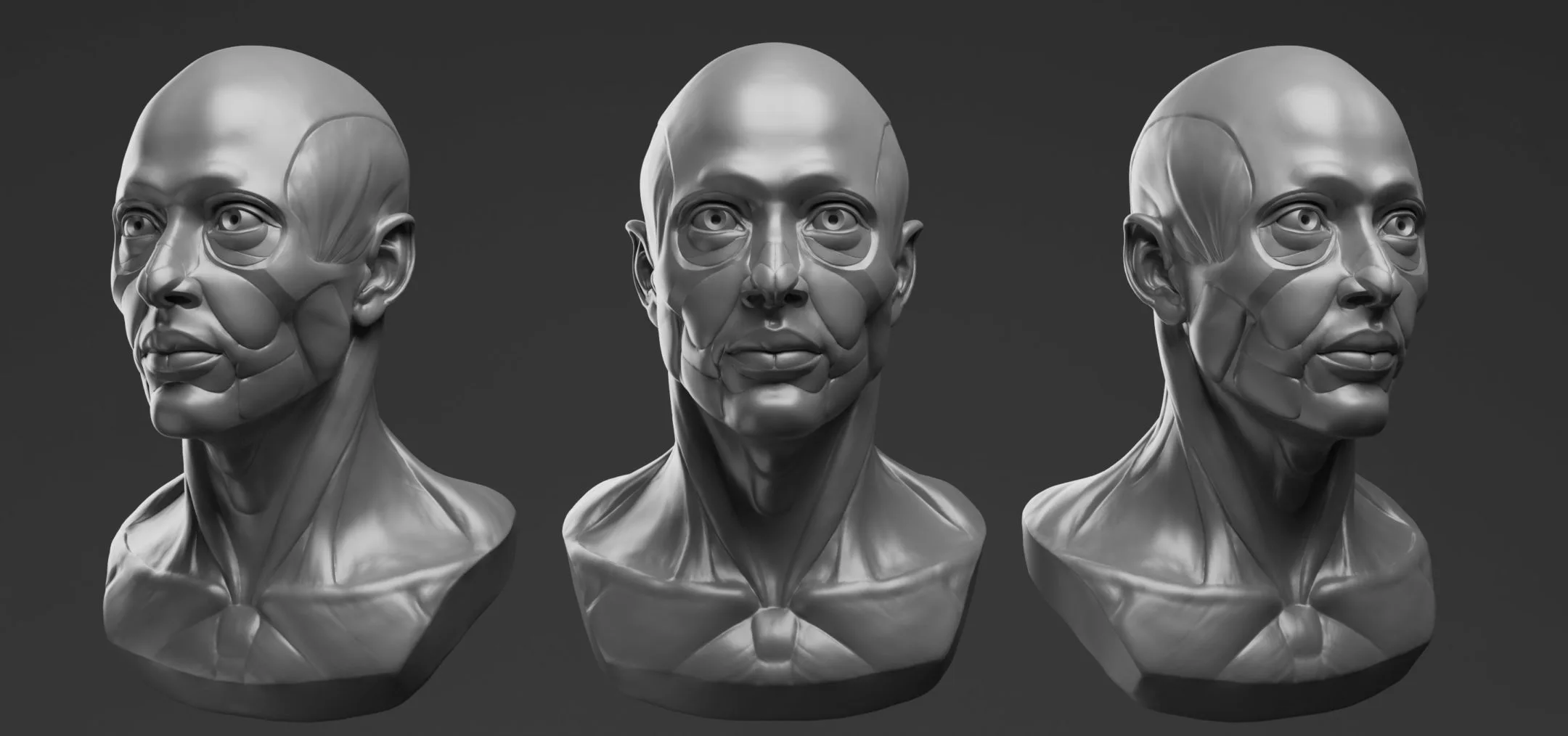 FlippedNormals Anatomy Bust