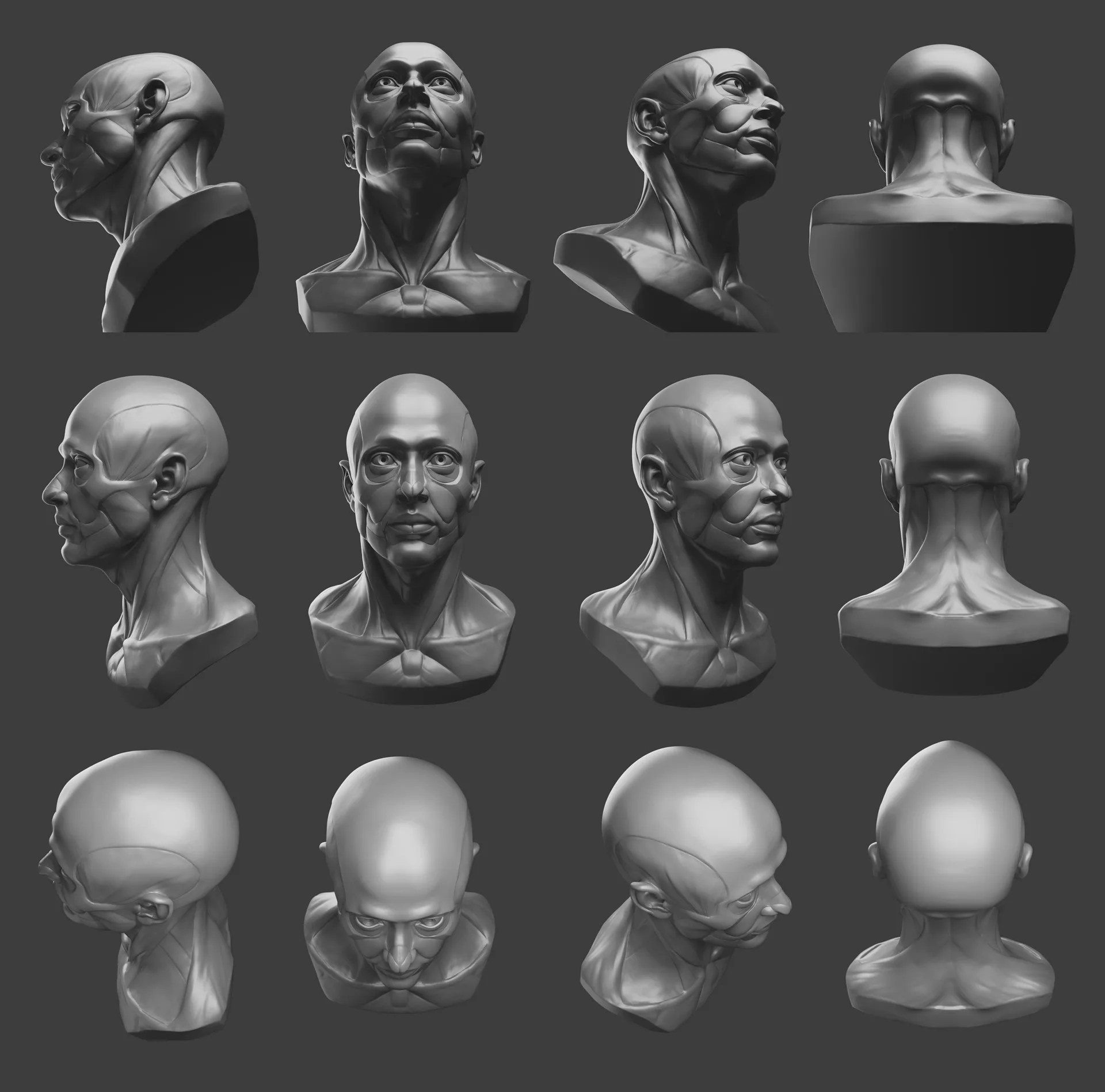 FlippedNormals Anatomy Bust - FlippedNormals