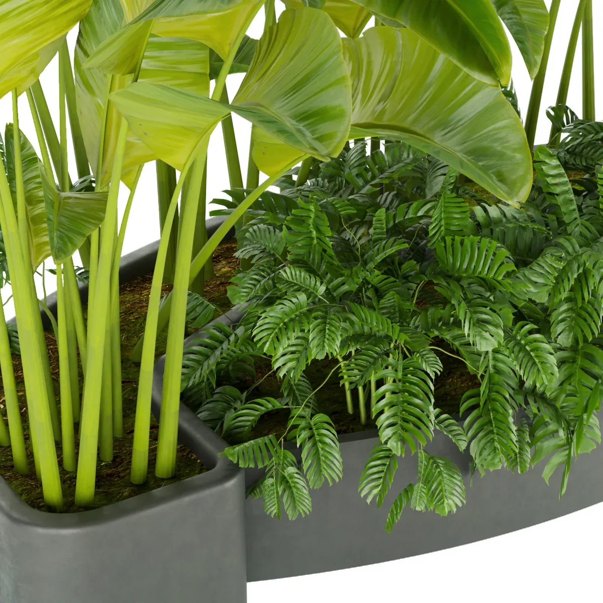 Collection plant vol 301- outdoor- leaf - blender - 3dmax - cinema 4d