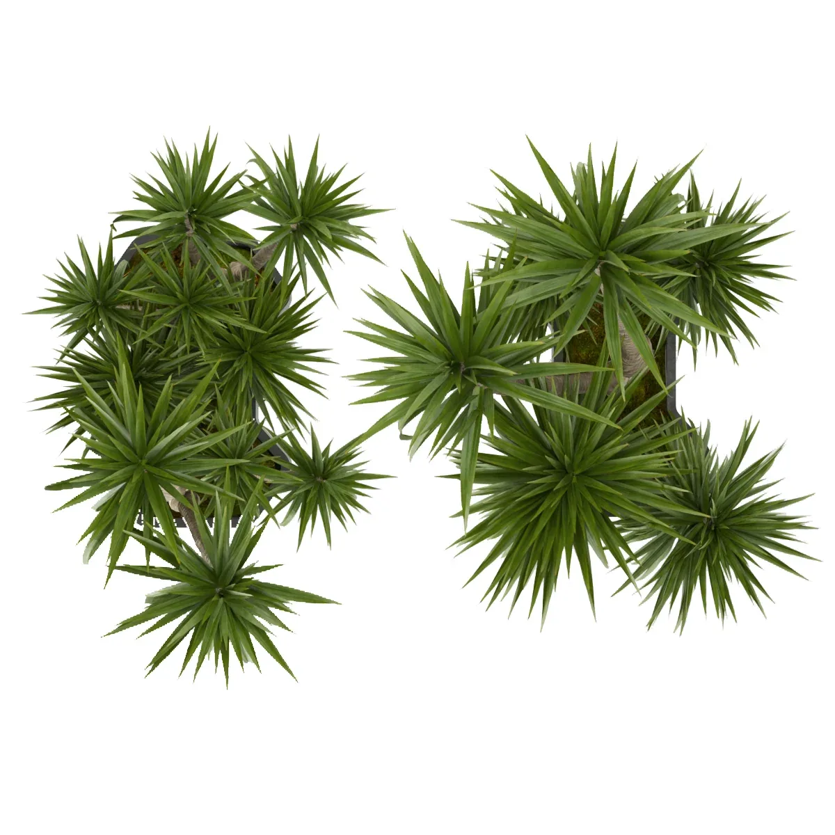 Collection plant vol 321 - indoor - palm - Dracena - blender - 3dmax - cinema 4d