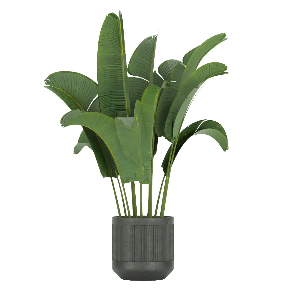 Collection plant vol 330 - palm - banana - indoor - leaf - blender - 3dmax - cinema 4d