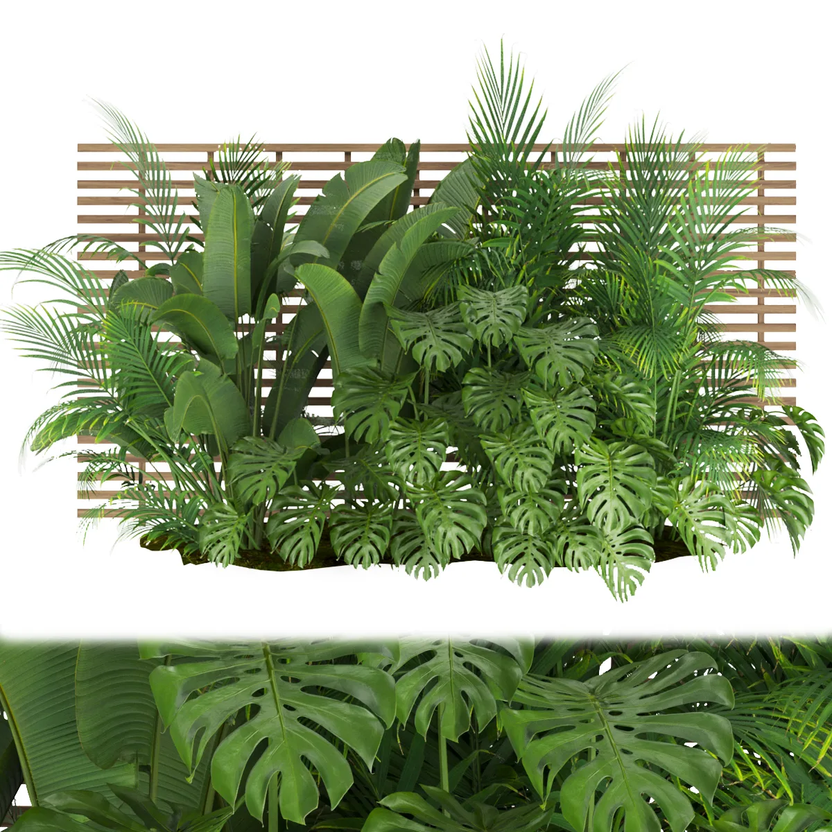 Collection plant vol 335 - monstera - banana - leaf - outdoor - blender - 3dmax - cinema 4d