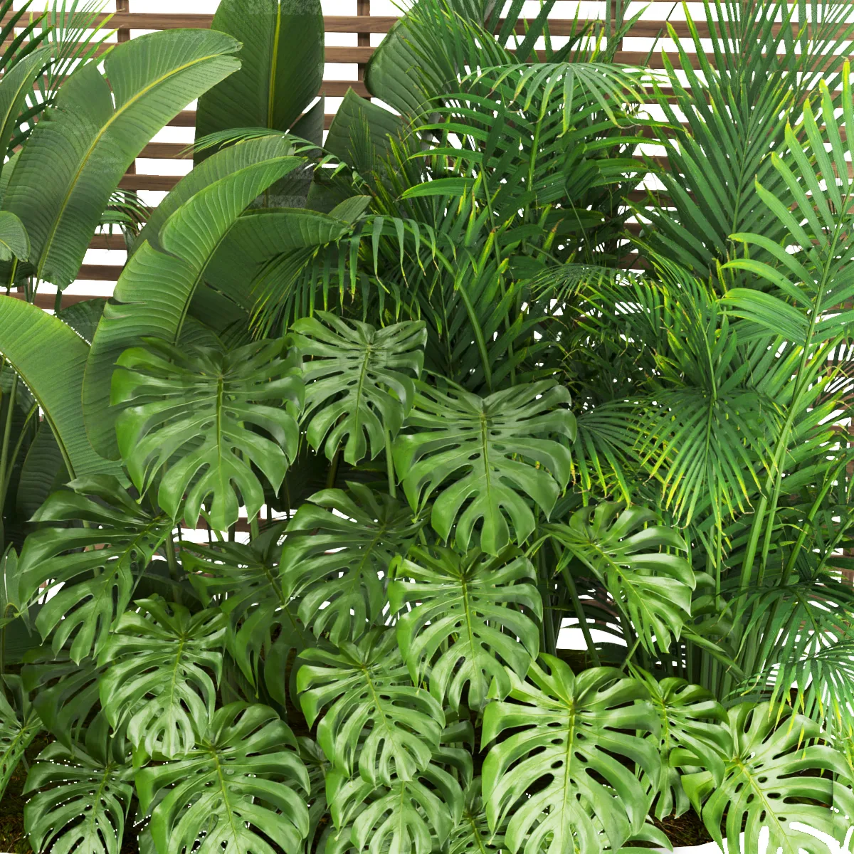 Collection plant vol 335 - monstera - banana - leaf - outdoor - blender - 3dmax - cinema 4d