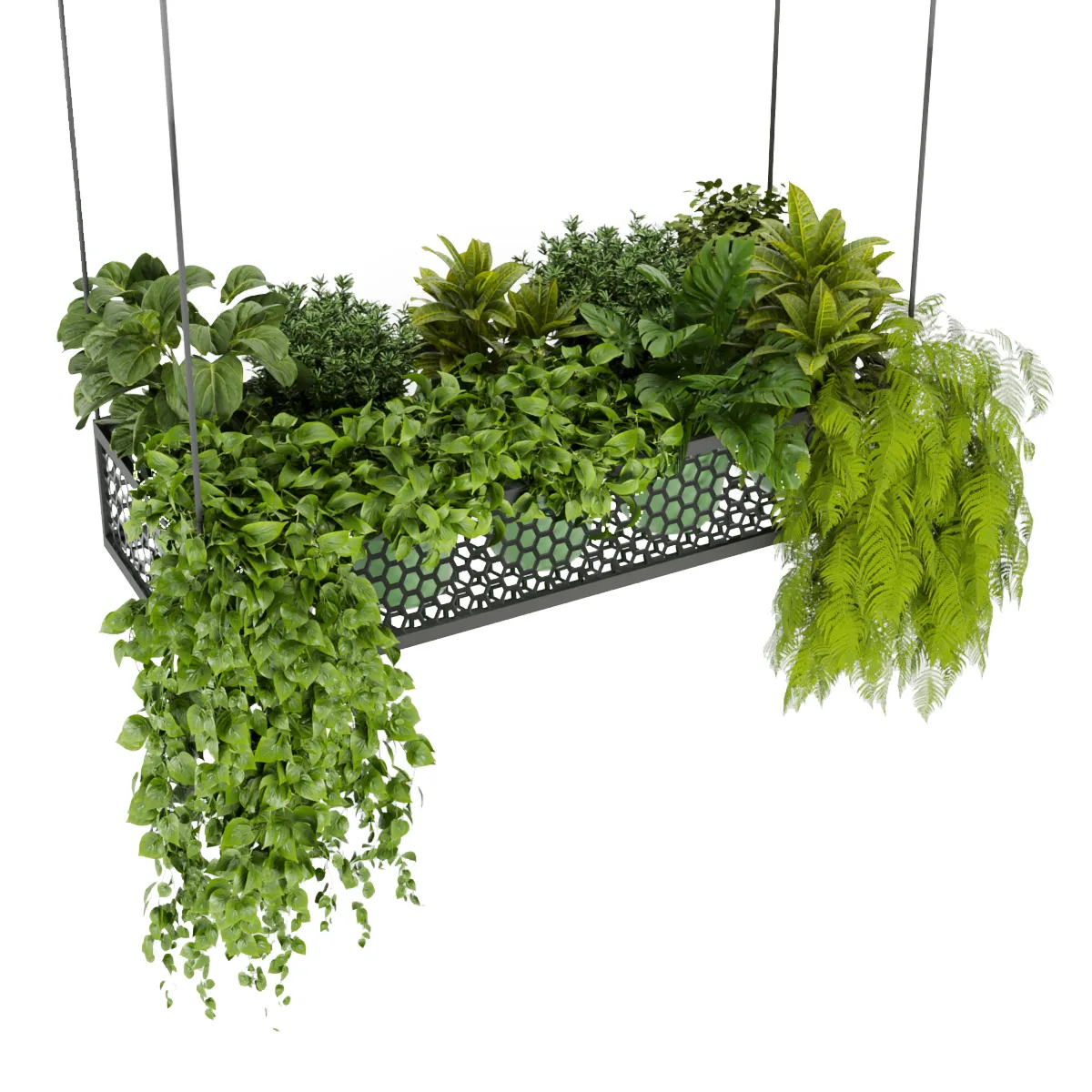 Collection plant vol 347 - leaf - indoor - ampelous - hanging - 3dmax - blender - 3dmax - cinema 4d