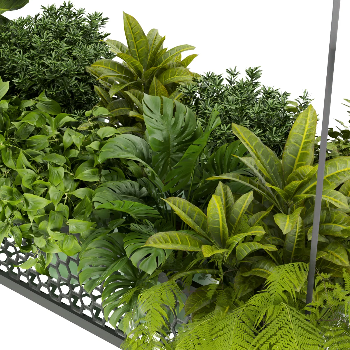 Collection plant vol 347 - leaf - indoor - ampelous - hanging - 3dmax - blender - 3dmax - cinema 4d