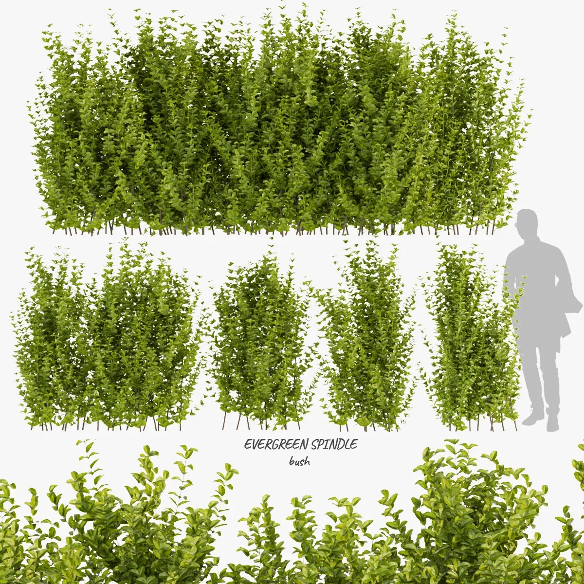 Collection plant vol 356 - EVERGREEN - SPINDLE - bush - outdoor - blender - 3dmax - cinema 4d