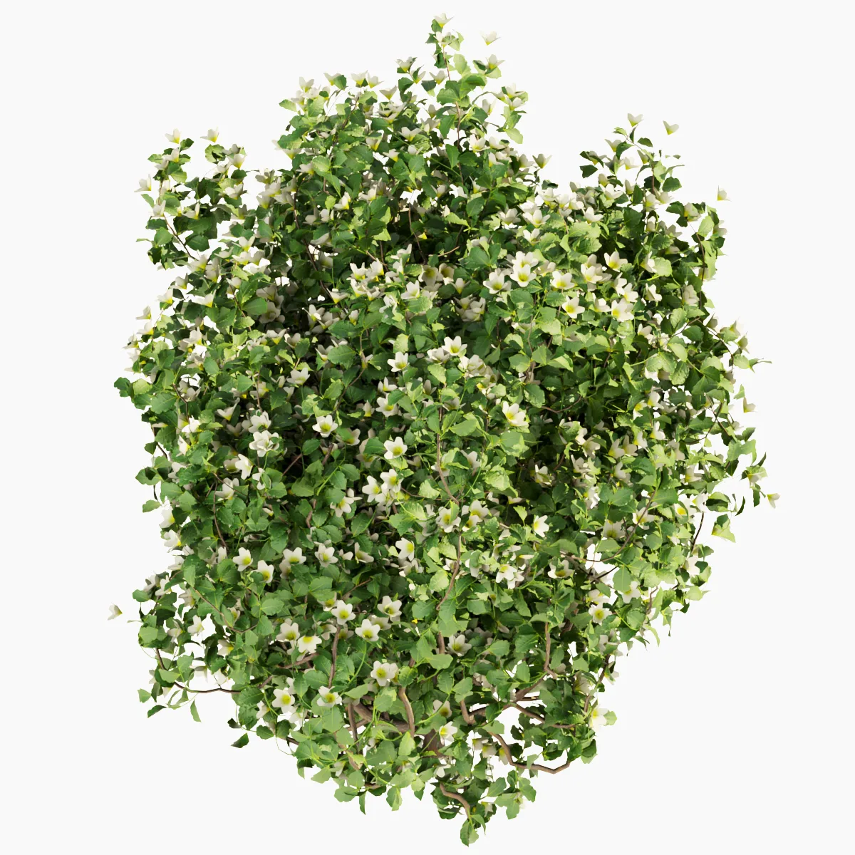 Collection plant vol 357 - philadelphus - bush - outdoor - flower - leaf - blender - 3dmax - cinema 4d