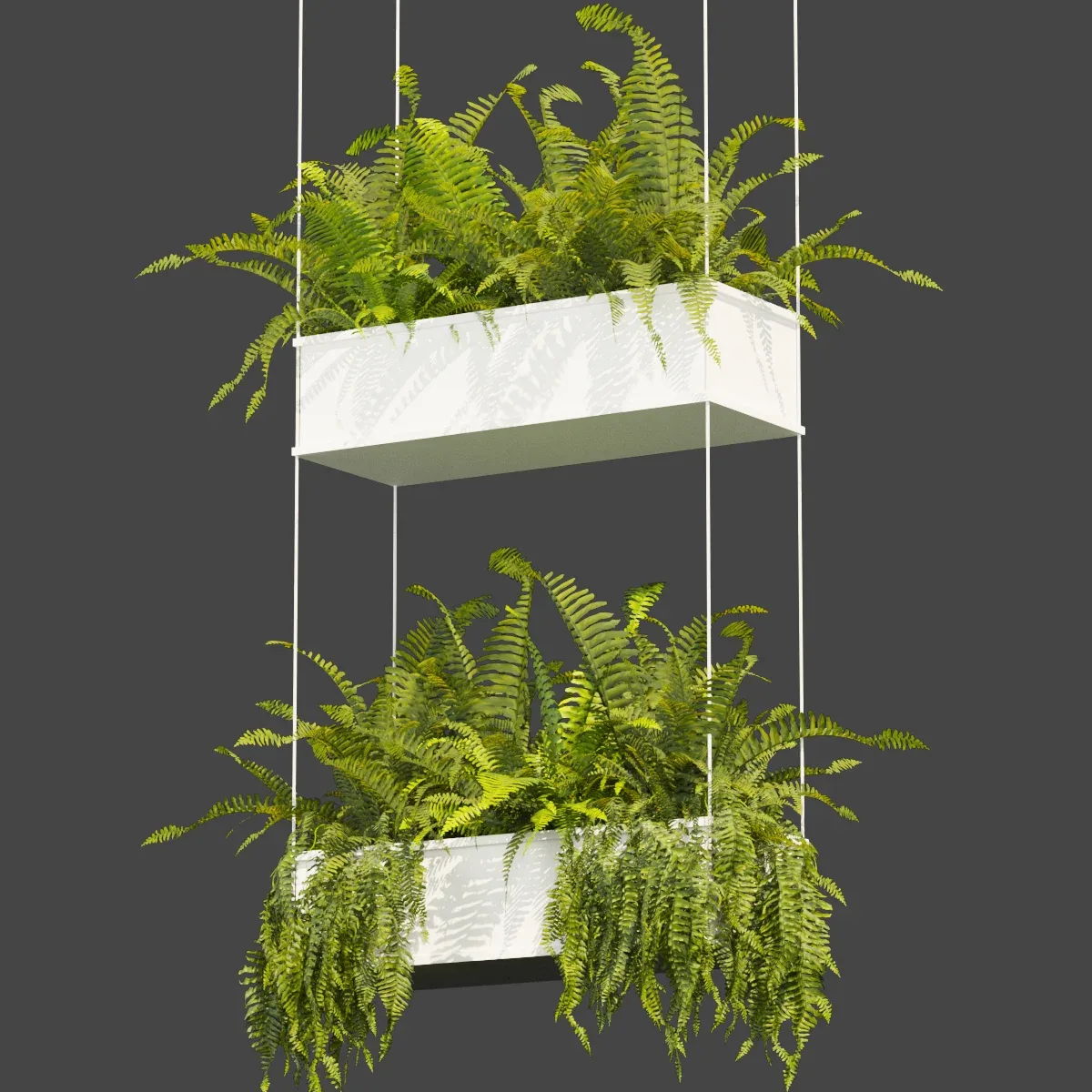 Collection plant vol 363 - fern - leaf - hanging - ampelous - 3dmodel - blender - 3dmax - cinema 4d