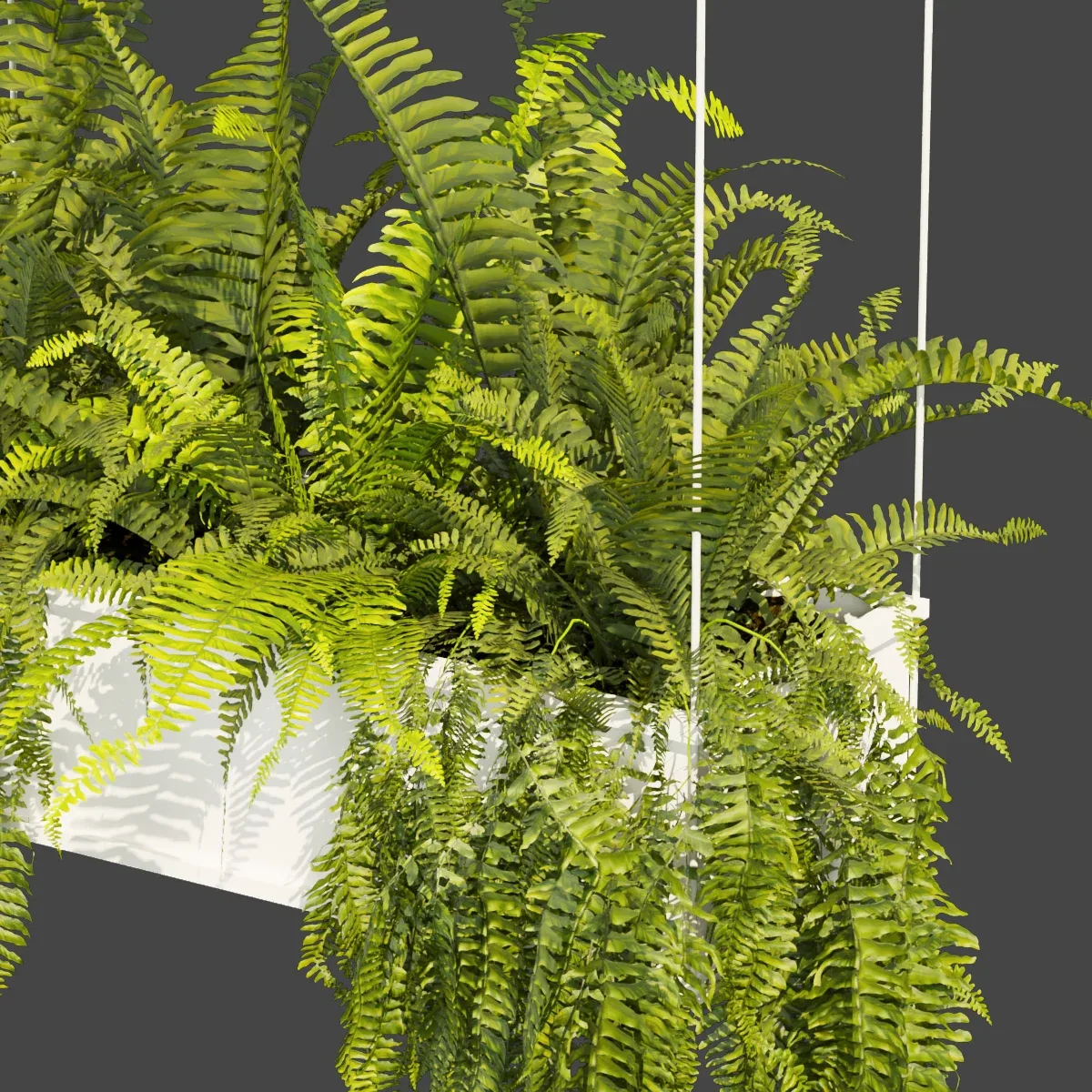 Collection plant vol 363 - fern - leaf - hanging - ampelous - 3dmodel - blender - 3dmax - cinema 4d