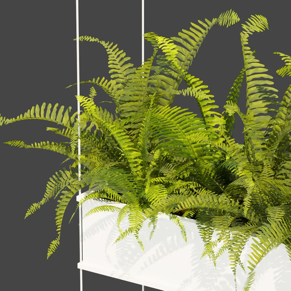 Collection plant vol 363 - fern - leaf - hanging - ampelous - 3dmodel - blender - 3dmax - cinema 4d
