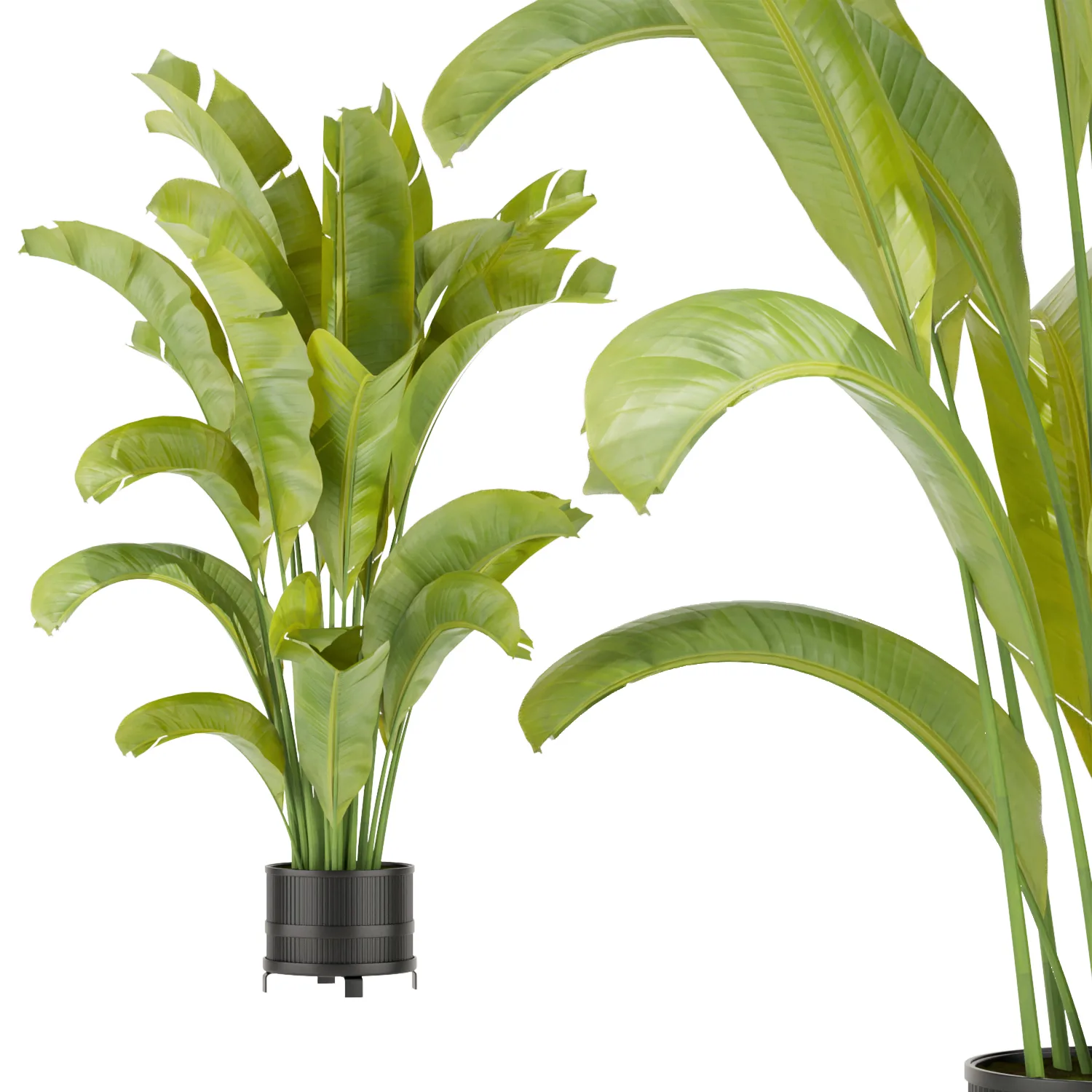 Collection plant vol 373 - indoor - fiddle - banana - Croton - peace - lily - blender - 3dmax - cinema 4d