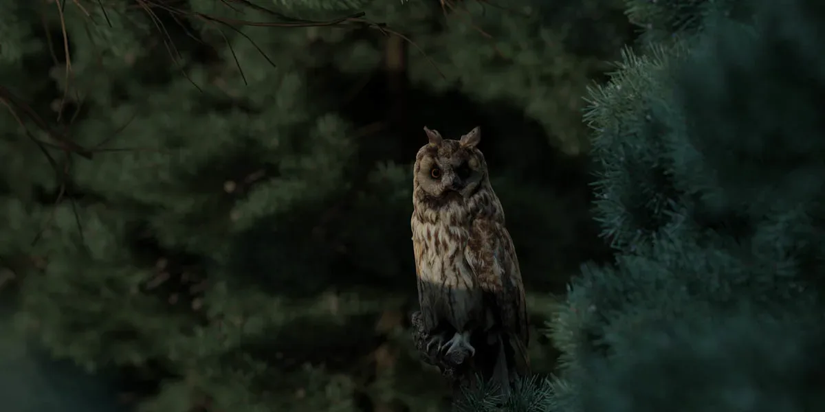 Photorealistic Long-Eared Owl