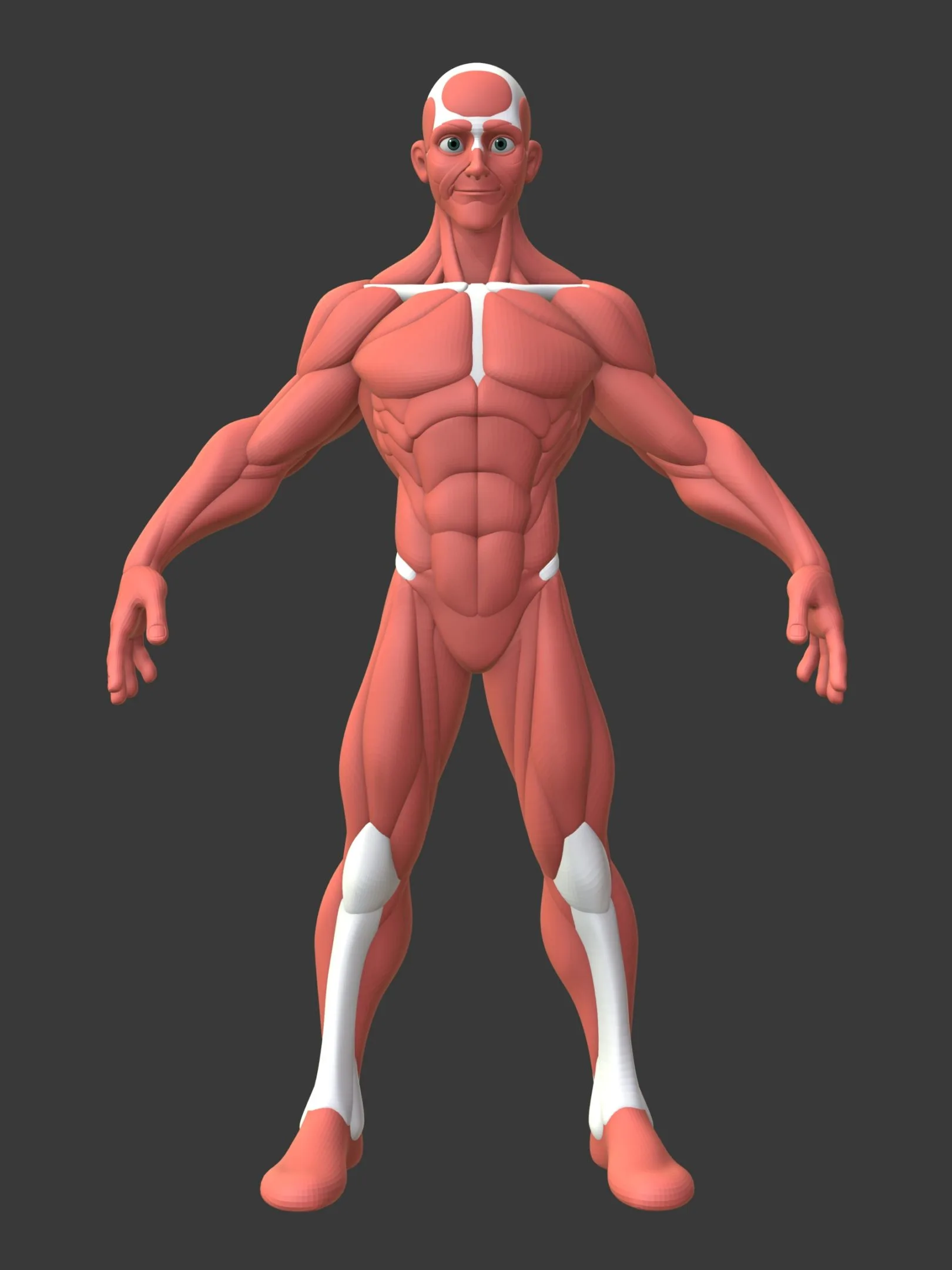 Stylized Male Anatomy Ecorche