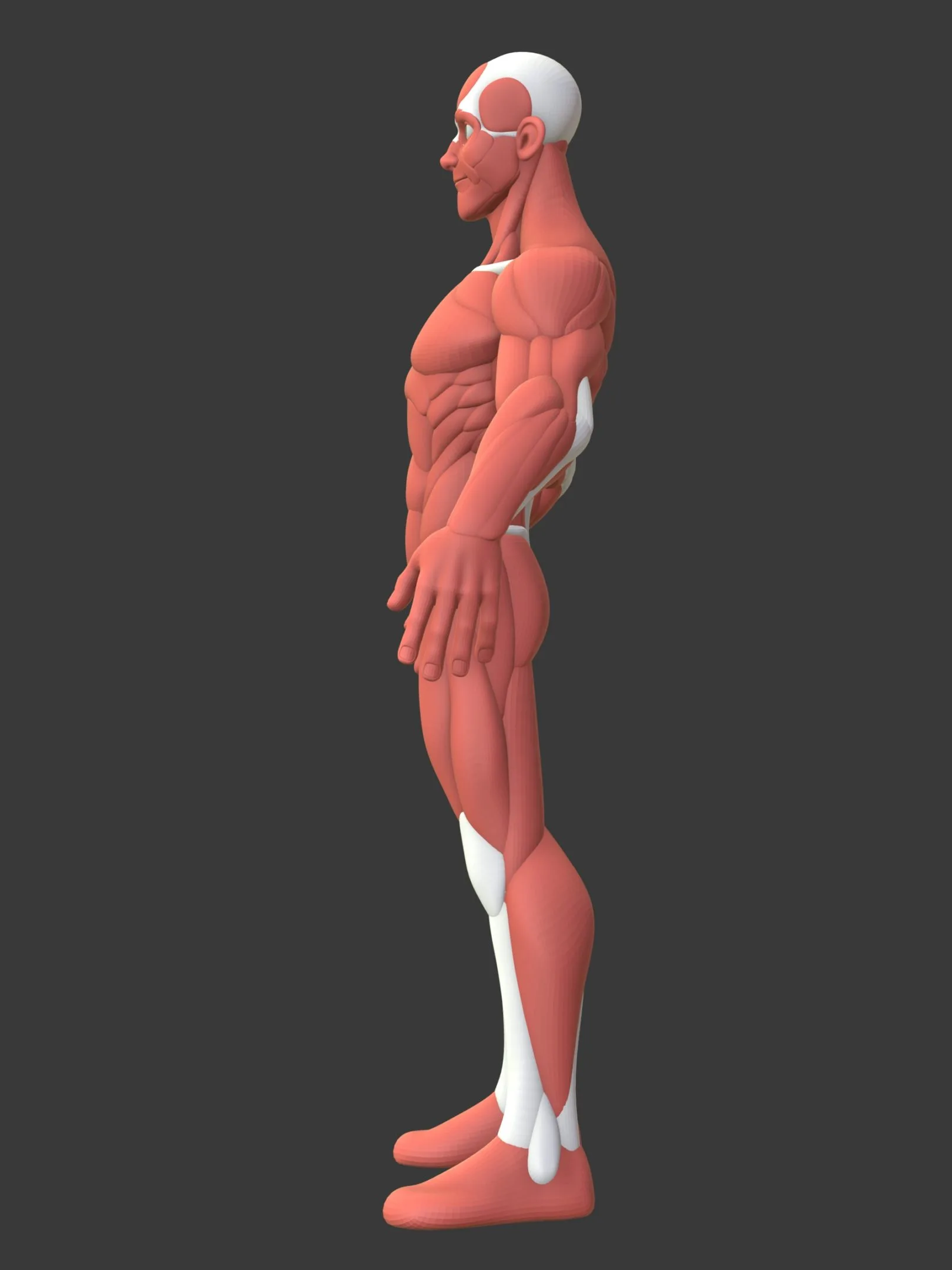 Stylized Male Anatomy Ecorche