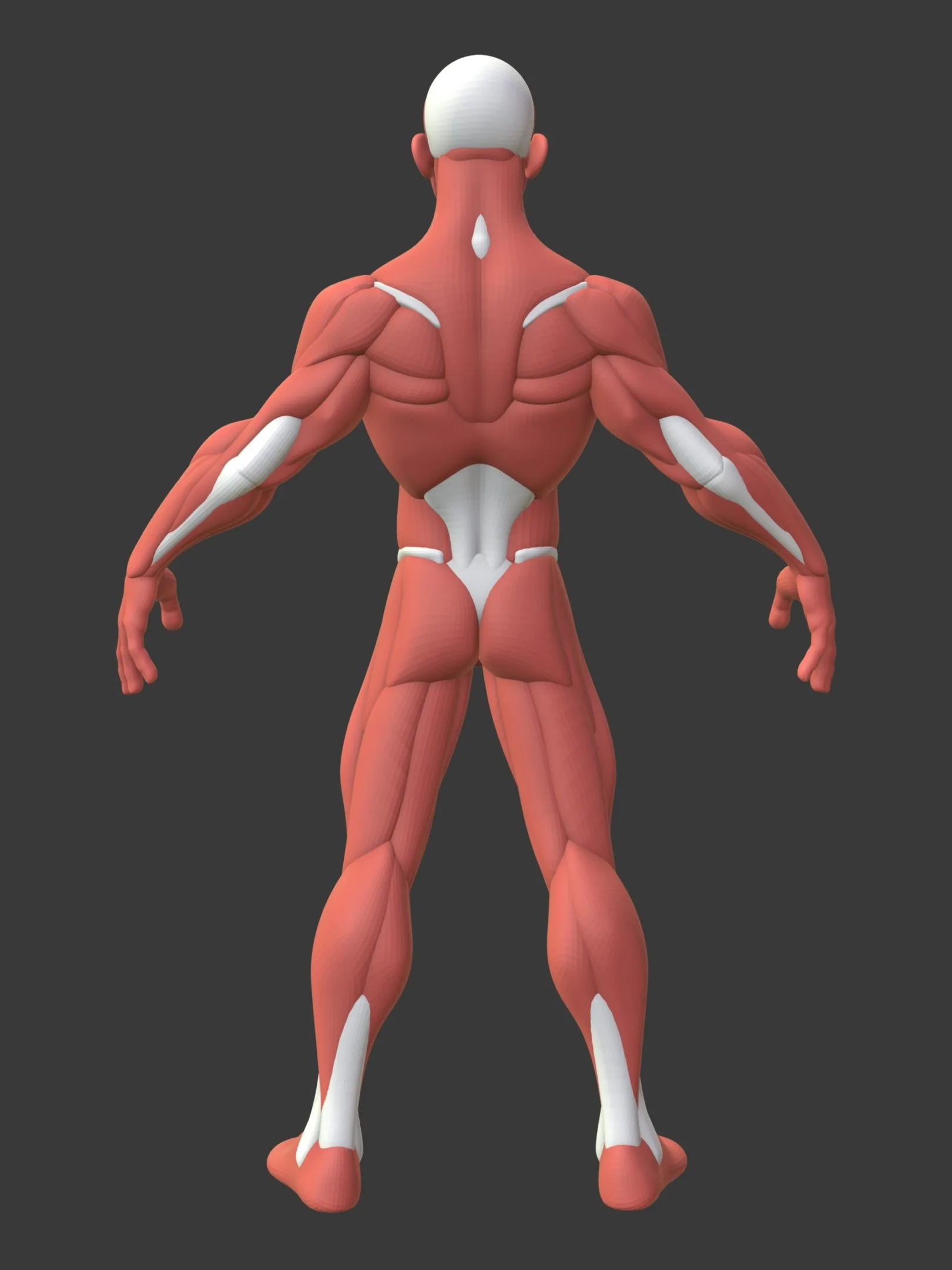 Stylized Male Anatomy Ecorche