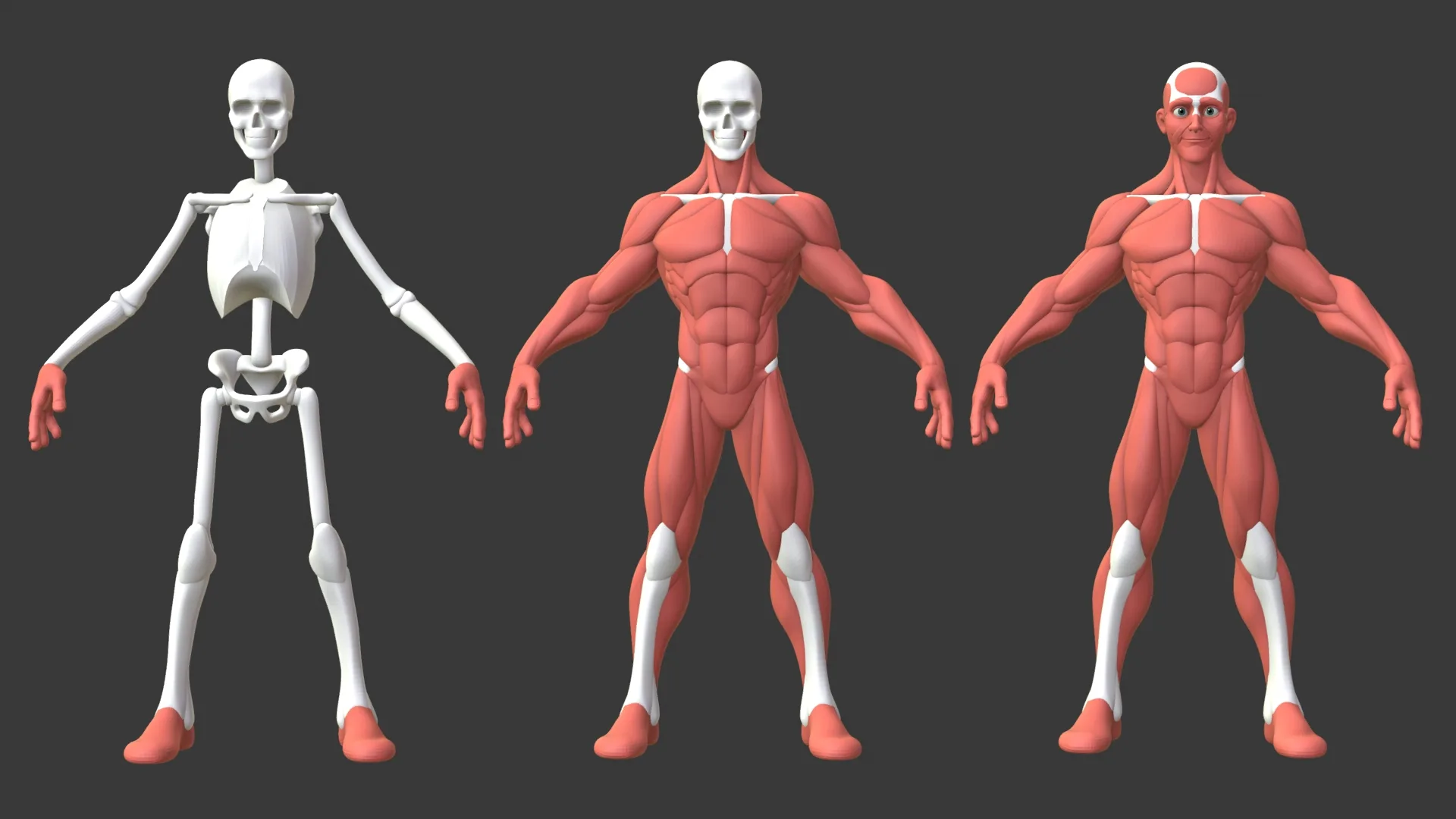 Stylized Male Anatomy Ecorche