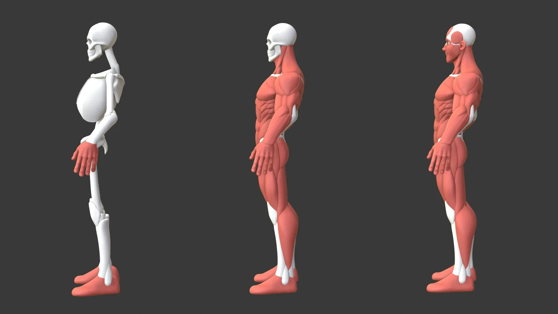 Stylized Male Anatomy Ecorche