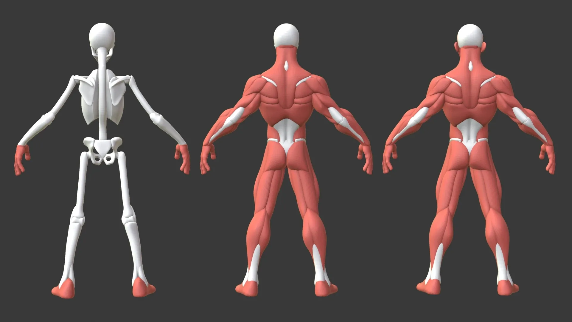 Stylized Male Anatomy Ecorche