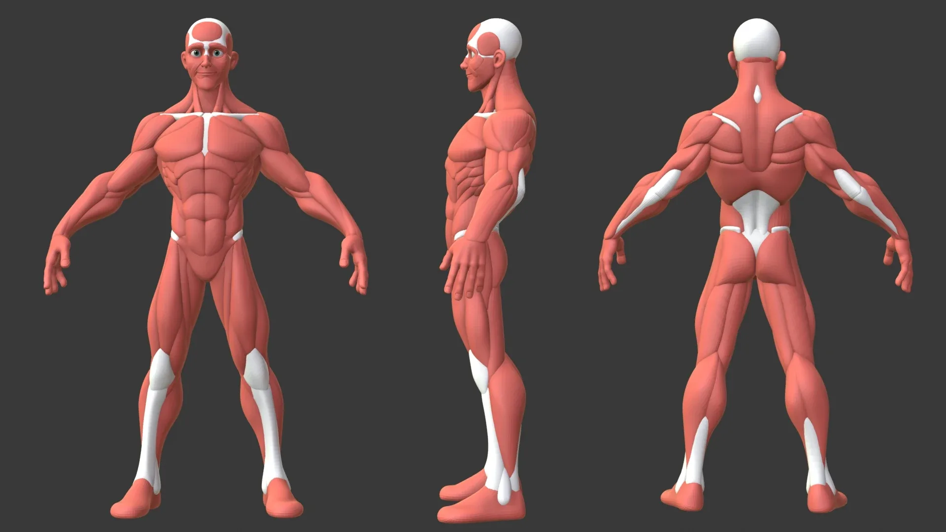 Stylized Male Anatomy Ecorche