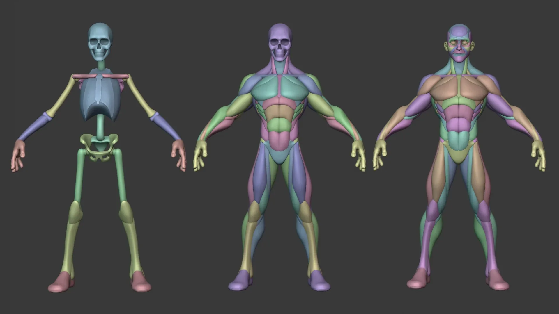 Stylized Male Anatomy Ecorche