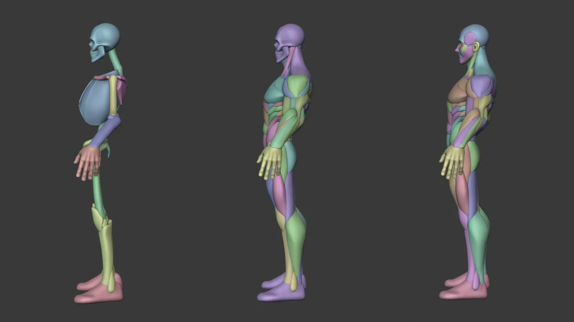 Stylized Male Anatomy Ecorche